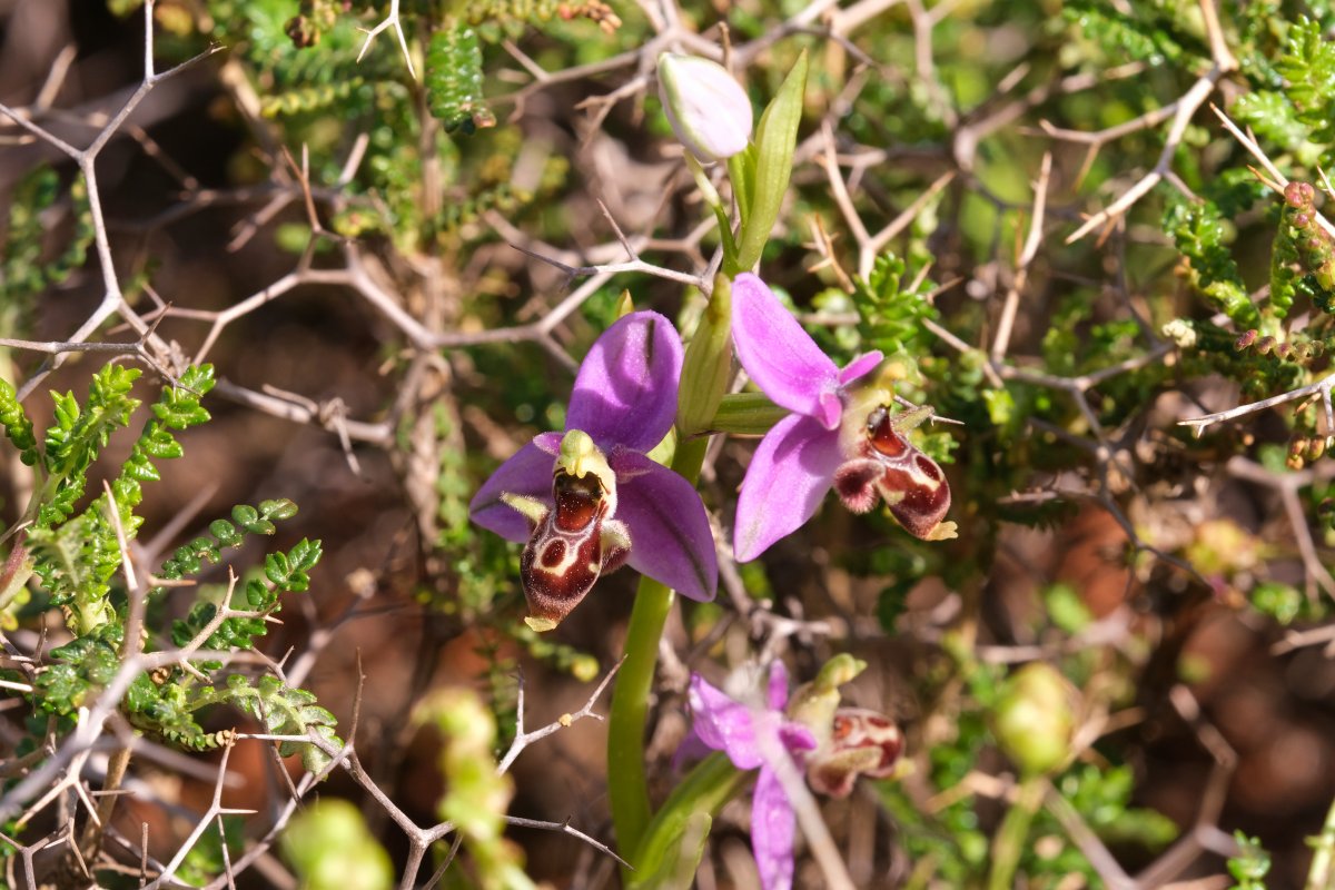 Orchidee di Marzo - Dalla Grecia con passione